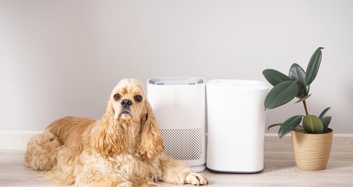 using an air purifier for dog hair next to spaniel dog