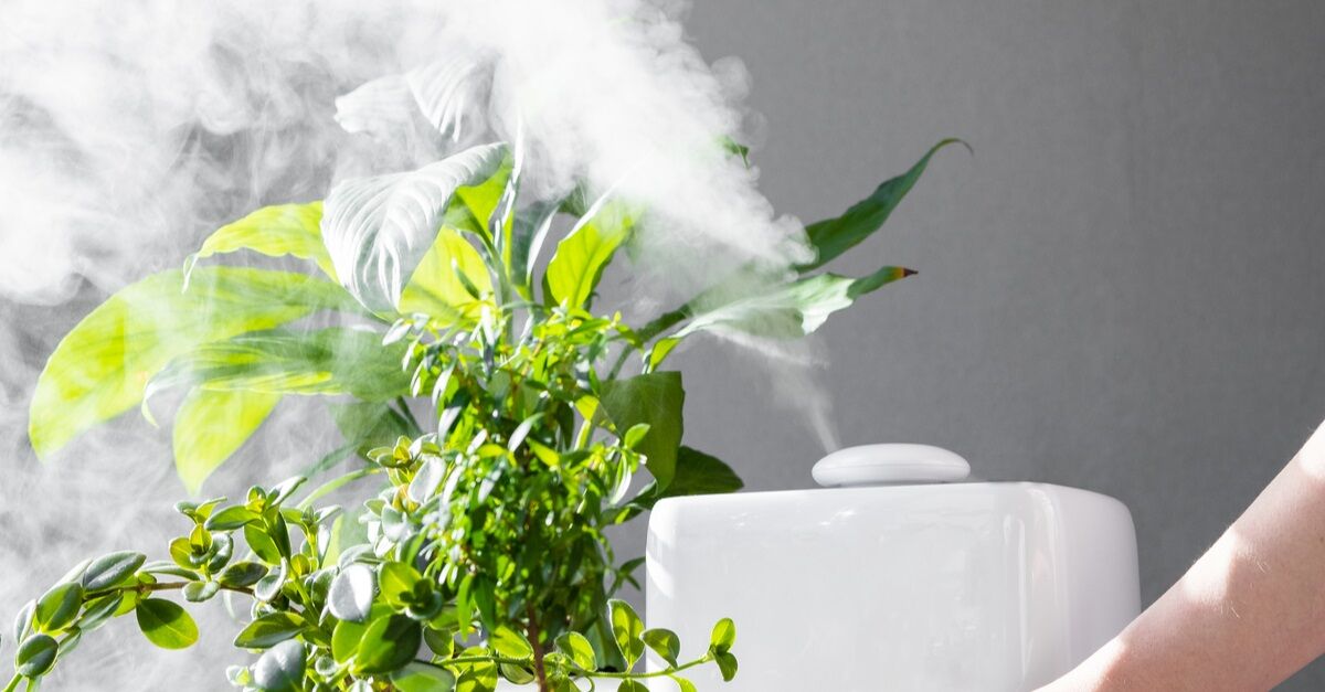 How Often Should I Use a Humidifier For My Plants?